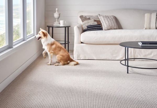 Dog Sitting On A Carpet